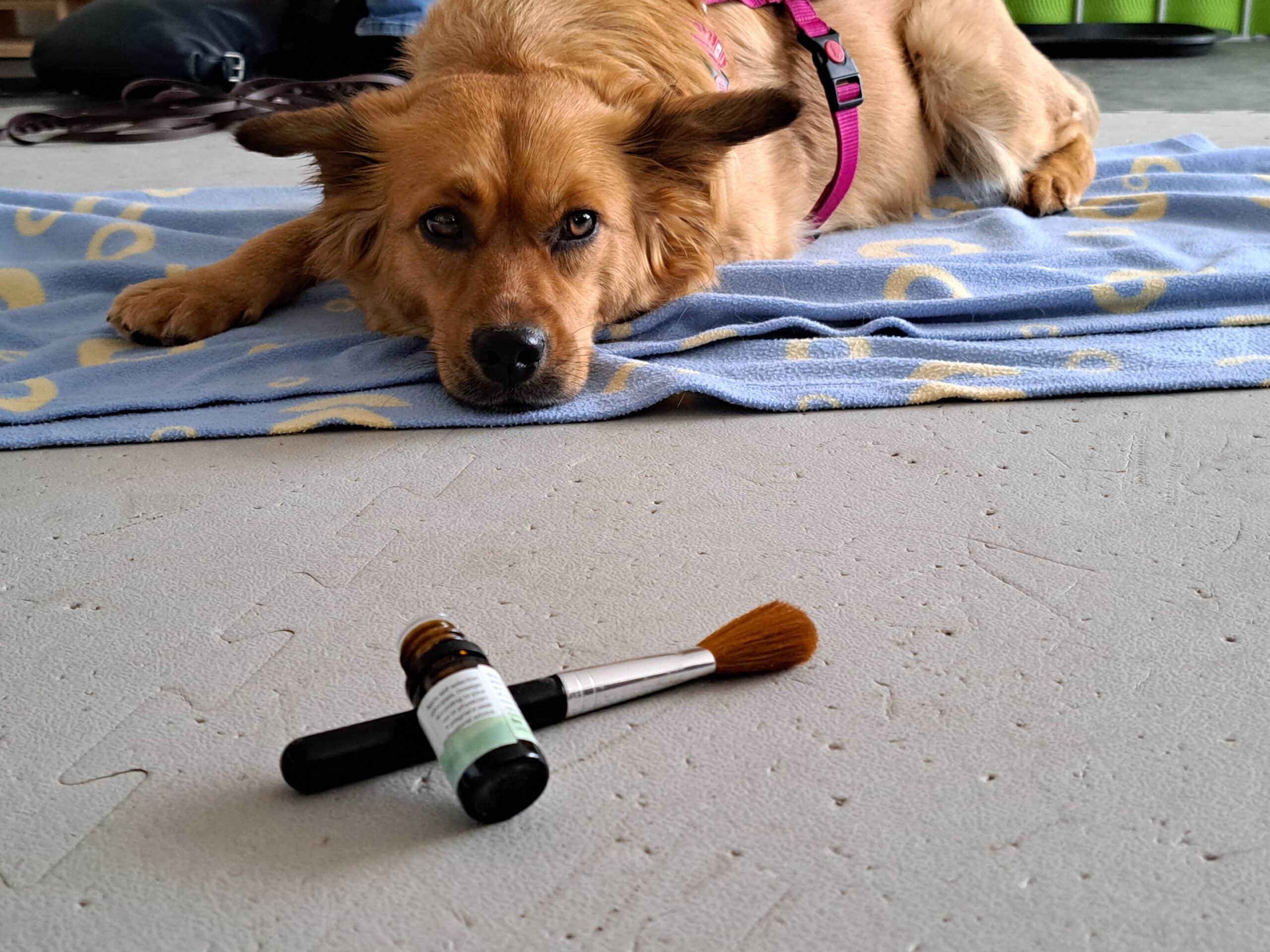 hund mit ätherischen ölen