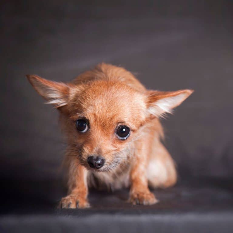 ängstlicher hund