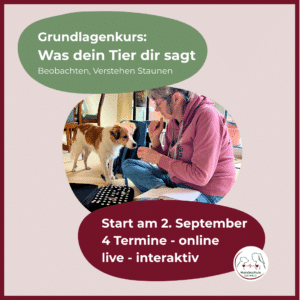 Grundlagenkurs: Was dein Tier dir zeigt