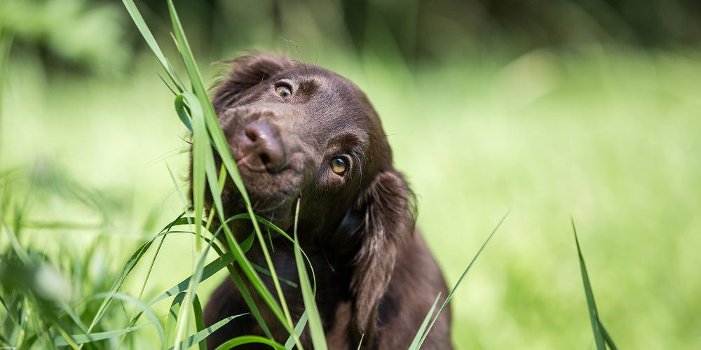 Bild-Lizenz-Hund-frisst-Gras